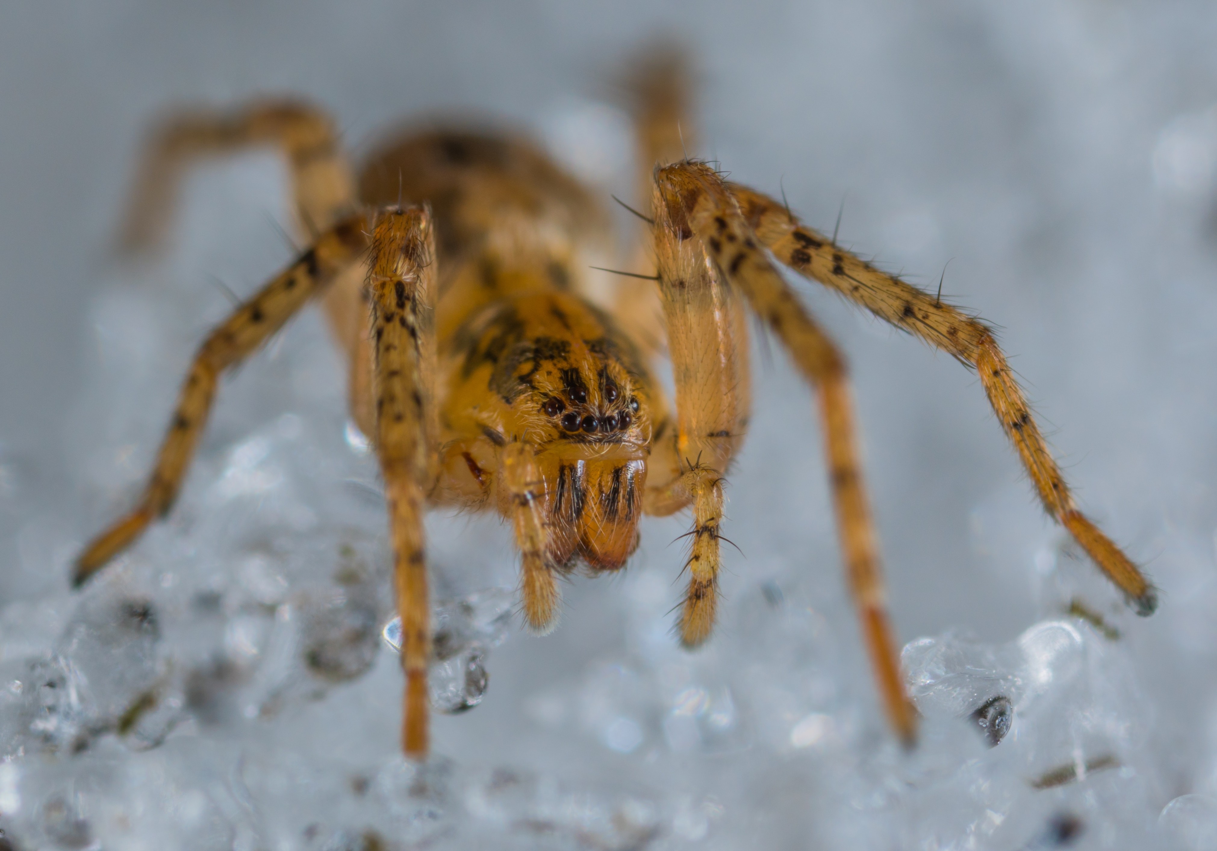 Spider ekamelev-689540-unsplash